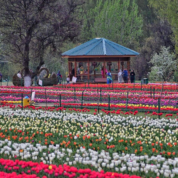 Tulip Garden